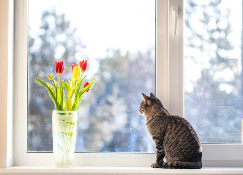 katze auf fensterbank